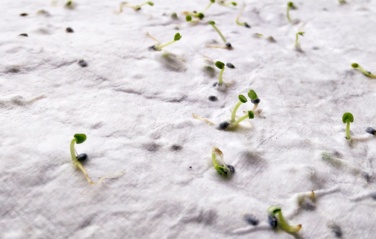 Logo trade promotional items image of: A5 wildflower seed paper sheet