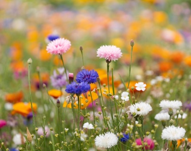 Logotrade advertising product image of: A6 wildflower seed paper sheet