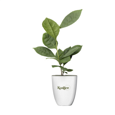 Logotrade promotional giveaway picture of: Treemore Letterbox Trees Tea plant